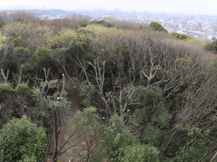 平和南緑地展望台