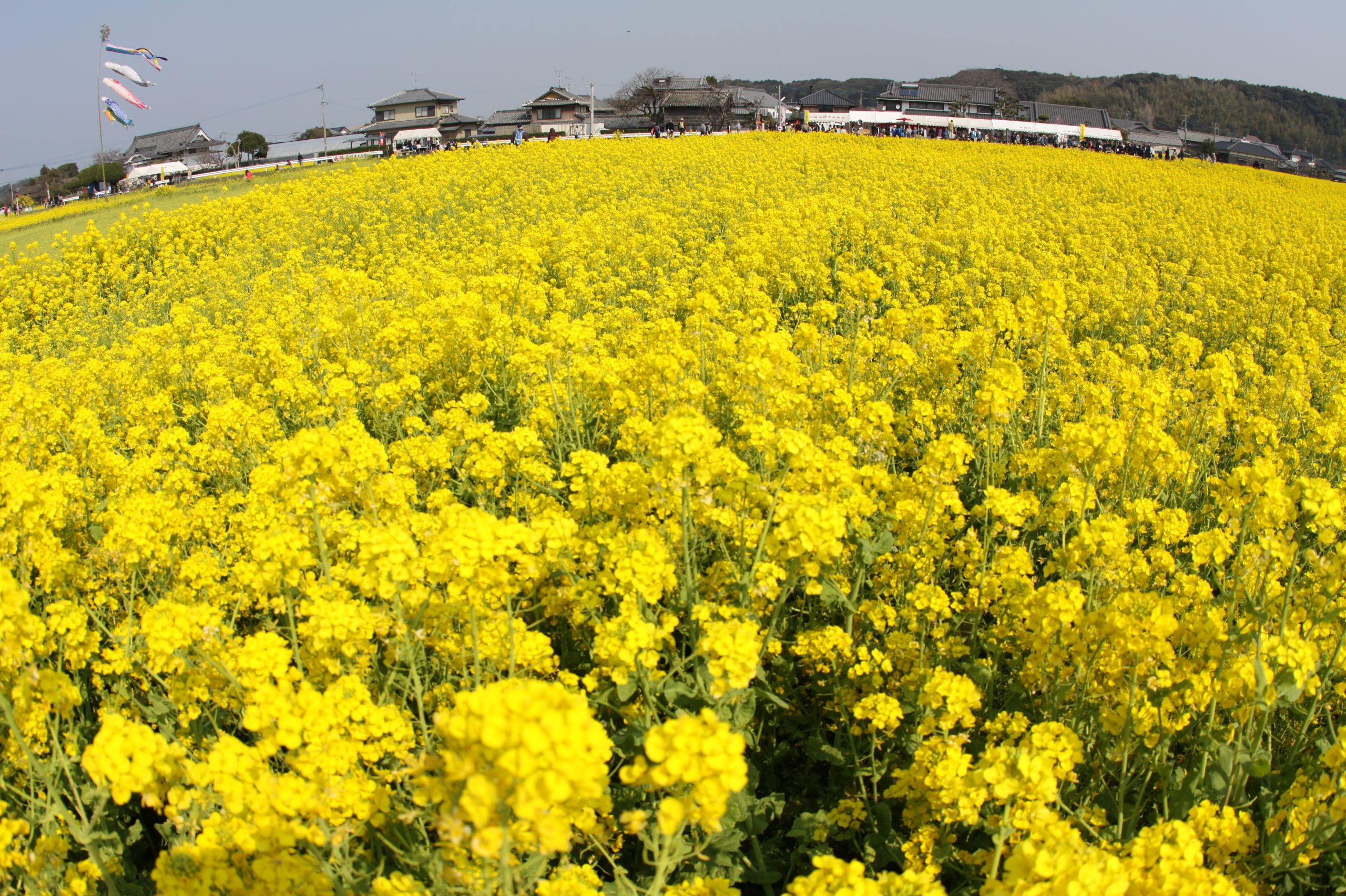 なの花の道