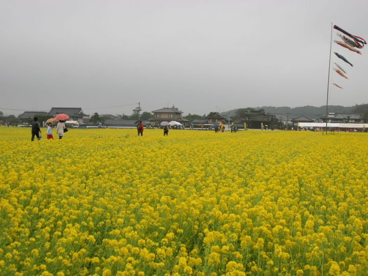 なの花まつり①