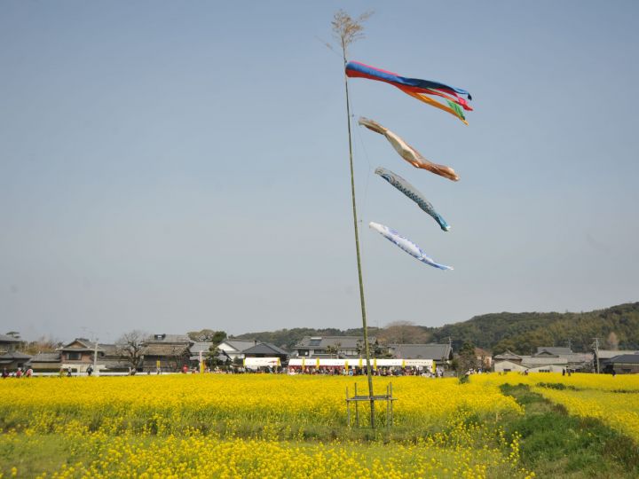 なの花まつり②