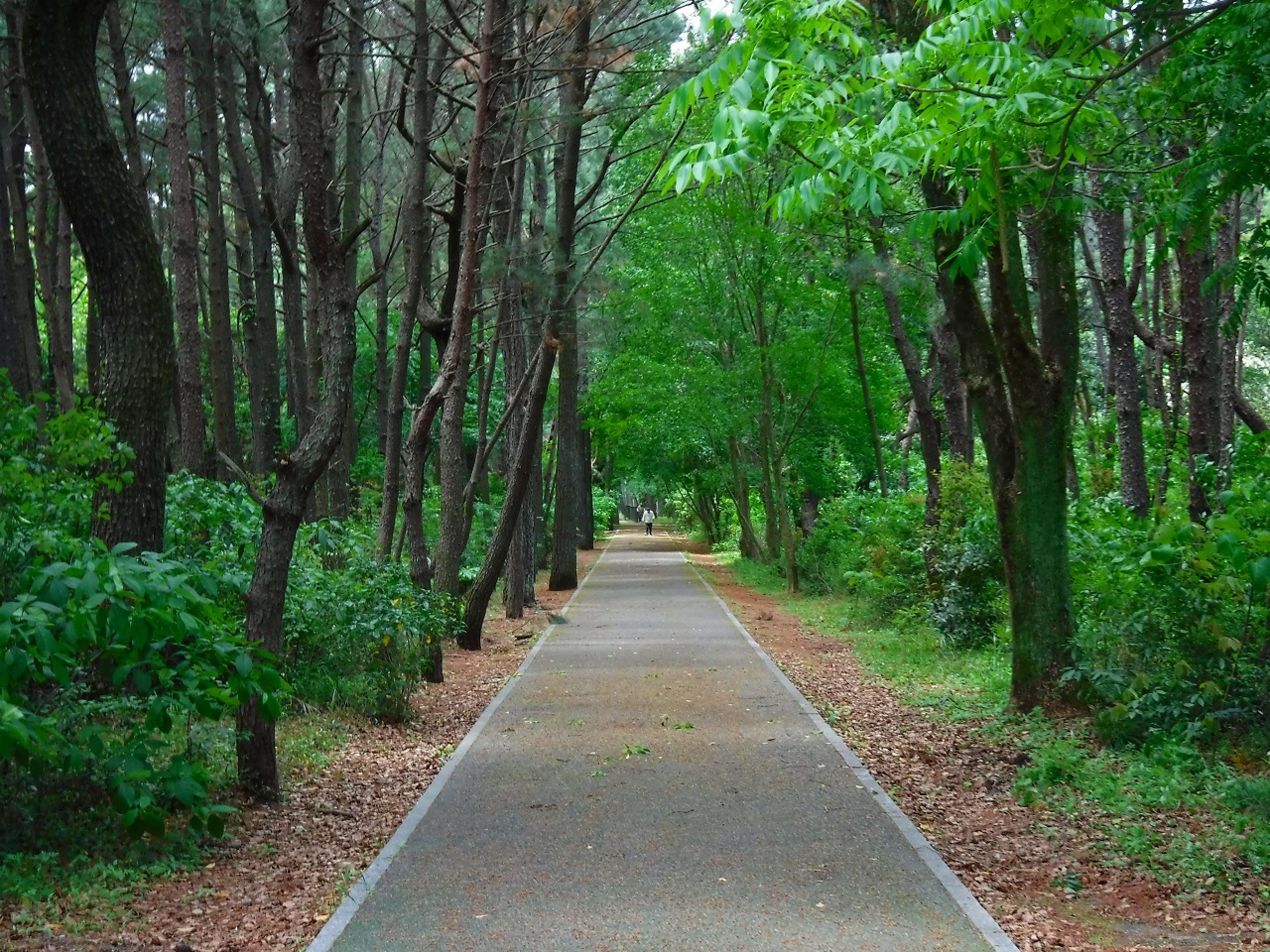 生の松原海岸森林公園