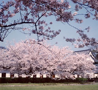 舞鶴公園