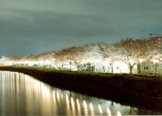 日枝橋付近の桜