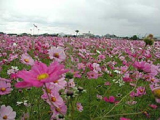 コスモス100万本 IN 志免