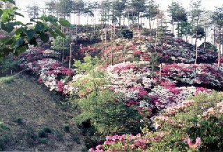 皿山公園