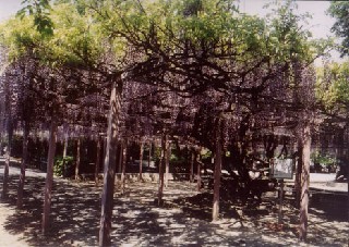 熊野神社の藤棚