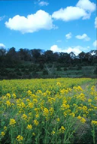 西郷川花園